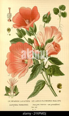 Favorite Flowers Garden Greenhouse London New York Frederick Warne Co. 1896-97 Frankreich 19. Jahrhundert Ikonen Floriculture Chromolithographie Lavatera Trimestris Pflanzen Ornamental Rb Genr Malva Petrifida zeigt diese Illustration die spanische Lavatera, auch bekannt als großblütige Malve (Lavatera trimestris). Im Mittelpunkt stehen die leuchtend rosa Blüten mit zarten Blütenblättern mit dunklerer Aderung. Um die Blumen herum sind detaillierte Darstellungen verschiedener Pflanzenteile, einschließlich der Wurzeln, Blätter und Samenkapseln. Jede Komponente ist sorgfältig beschriftet, um den Roboter der Anlage zu demonstrieren Stockfoto