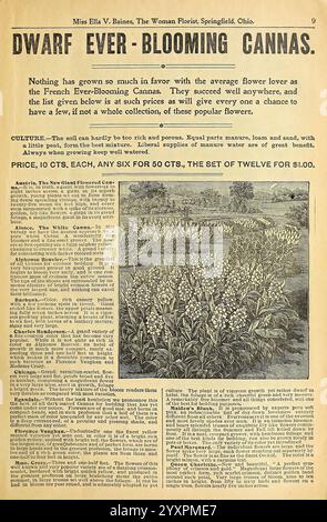 Verschönern Sie Ihre Häuser, Springfield, Ohio, Baines, [1918], Blumen, Rosen, Samen, Kataloge, Zierpflanzen, Blumenzwiebeln Pflanzen, Handelskataloge, Saatgutindustrie und -Handel, Gartengeschichten, in Bloom, eine Werbung für „Dwarf Ever-Blooming Cannas“, die ihre Popularität bei Gärtnern unterstreicht, die ihre lebendigen Blumen zu schätzen wissen. Der Text betont ihren Wert und ihre Vielseitigkeit in Gärten und bietet eine Liste von Anbautipps sowie Anweisungen für die Bestellung. Er beschreibt, wie die Pflanzen mit minimaler Pflege gedeihen, was sie sowohl für Anfänger als auch für erfahrene Gärtner attraktiv macht. Die Attraktivität beinhaltet Stockfoto
