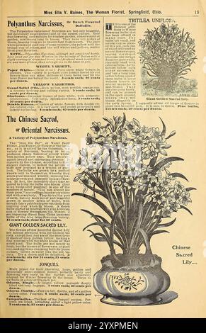 Blumenzwiebeln, Rosen, Pflanzen aller Art für die Winterblüte, Springfield, Ohio, Baines, 1901, Blumen, Samen, Kataloge, chinesische Heilige Lilie, Pflanzen Zierpflanzen, Blumenzwiebeln, Pflanzen, Handelskataloge, Saatgutindustrie und -Handel, Miss Ella V. Baines, Gartengeschichten, auf der Seite finden Sie eine Vielzahl von Blumen-Illustrationen und Beschreibungen, die sich um verschiedene Arten von Narzissen-Blumen drehen. Auffällig ist die „Chinese Sacred“ oder „Oriental Narcissus“, dargestellt in einem kunstvollen Topf, der von zarten Blüten überflutet wird. Diese zentrale Abbildung umgibt detaillierte Beschreibungen verschiedener Narzissen Stockfoto