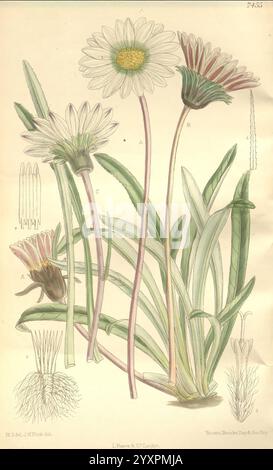 Curtis's Botanical Magazine, London, New York, botanische Illustration, Botanik, Zeitschriften, Bildwerke, Pflanzen Zierwerke, Matilda Smith, Südostafrika, Gazania pygmaea, Gazania krebsiana, Frauen in der Wissenschaft, Matilda Smith, die Illustration zeigt eine detaillierte botanische Studie über Gänseblümchen, die mehrere Stadien ihres Wachstums und verschiedene Blütenformationen zeigt. Hervorzuheben sind die großen, lebendigen Blüten mit ihren charakteristischen weißen Blüten und gelben Mittelpunkten sowie Darstellungen der grünen Blätter und Stiele der Pflanze. Verschiedene Teile der Anlage sind gekennzeichnet, einschließlich der Unterschiede Stockfoto