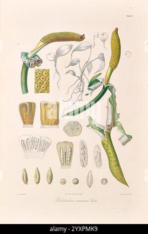 Icones Aroidearum, Vindobonae, 1857, araceae, Bildwerke, Aroids, Philodendron eximium, diese Illustration zeigt eine detaillierte botanische Studie der Pflanzenart *Rhabdothamnus solandri*, die verschiedene Teile der Pflanze, einschließlich Blätter, Blüten und Samenstrukturen, zeigt. Das Arrangement hebt die komplizierte Morphologie hervor, mit Nahaufnahmen von floralen Komponenten und Samenformationen, die ihre einzigartigen Formen und Texturen betonen. Die Zusammensetzung umfasst markierte Schnitte, die verschiedene anatomische Merkmale abgrenzen und einen umfassenden Überblick über die Merkmale dieser Art geben, i Stockfoto