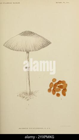 Publikation Chicago Field Columbian Museum 1895-1909 America Botany Classification Plants Agaricus yucatanensis, die Abbildung zeigt eine detaillierte Darstellung des Agaricus yucatensis Pilzes mit seiner unverwechselbaren Kappe, Kiemen und Stängelstruktur. Neben dem Pilz wird eine Sammlung seiner orange-braunen Sporen präsentiert, die ihre ovale Form und subtile Textur hervorheben. Diese Darstellung kombiniert sowohl botanische Genauigkeit als auch künstlerische Details, die auf pädagogische und wissenschaftliche Zwecke ausgerichtet sind. Der Hintergrund ist einfach und betont den Pilz und seine Sporen als zentralen Fokus. Die Gesamtheit Stockfoto