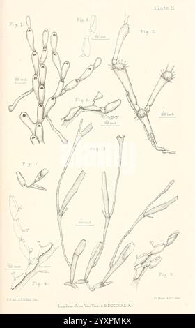 Eine Geschichte der britischen Marine Polyzoa, London, J. Van Voorst, 1880, Bryozoa, eine Sammlung wissenschaftlicher Illustrationen, die verschiedene Algenarten darstellen. Die Figuren sind mit entsprechenden Zahlen versehen, die jeweils unterschiedliche Formen und Strukturen zeigen. Die detaillierten Strichzeichnungen zeigen die komplizierten Formen der Algen, einschließlich ihrer Verzweigungsmuster und Fortpflanzungsstrukturen. Die Anmerkungen enthalten zusätzliche Informationen über die Messungen und Merkmale der einzelnen Exemplare und tragen so zum Verständnis ihrer Taxonomie und ökologischen Rolle bei. Das Werk stammt aus dem Jahr 1887 an Stockfoto