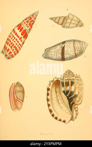 Beautiful Shells London Groombridge and Sons 1856 Shells Mollusks, Eine detaillierte Illustration zeigt eine Auswahl an Muscheln, jede einzigartig geformt und strukturiert. Die erste Schale zeigt ein markantes Muster aus Rot und weiß, das sich durch seine langgezogene Form auszeichnet. Daneben präsentiert sich die zweite Schale mit subtilen Streifen und einer glatten Oberfläche, die eine dezentere Eleganz bietet. Die dritte Schale verfügt über komplizierte Konstruktionen mit einer Kombination aus Linien und Formen. Unten zeigt die vierte Schale ein markantes Innenfutter mit einer Mischung aus Rosa und weichen Tönen, während die fünfte Schale mit einem hervorhebt Stockfoto