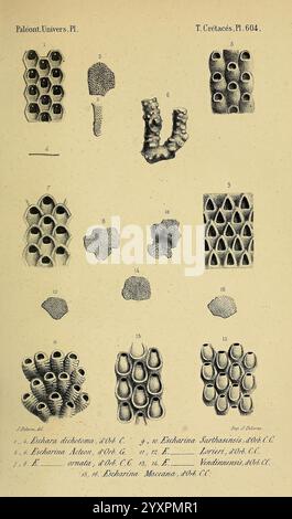 Paléontologie francaise, Paris, Chez l'auteur, 1840-1894, Frankreich, Paläontologie, Jura, Tertiär, Kreidezeit, Paläobotanik, Mollusken-Fossil, Seeigel-Fossil, fossile Geschichten, diese Sammlung zeigt verschiedene Darstellungen von Korallen- und Krebstieren, die ihre komplexen Strukturen und Formen zeigen. Jede nummerierte Abbildung zeigt verschiedene Arten, einschließlich Querschnitten und Außenansichten. Die detaillierte Linienarbeit betont die einzigartigen Texturen und Formen der Organismen und bietet eine wissenschaftliche Erforschung der biologischen Vielfalt der Meere. Die beigefügten Etiketten geben die technischen Daten an Stockfoto