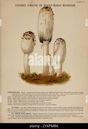 Pilze of America, Boston, L. Prang & Co. [1885], Pilze, Kochen, Pilze, Woods Hole, diese Darstellung zeigt den Coprinus comatus, allgemein bekannt als der zottelige Mähnenpilz. Die Abbildung zeigt mehrere Pilze mit hohen, zylindrischen Stielen und markanten zotteligen, weißen Kappen, die ein strukturiertes Aussehen zeigen. Der höchste Pilz steht in der Mitte, flankiert von zwei kleineren Exemplaren. Jeder Pilz weist eine allmähliche Veränderung in Größe und Anteil auf, was seine natürlichen Wachstumsmuster betont. Der Begleittext enthält eine Beschreibung, einschließlich der wichtigsten Merkmale Stockfoto