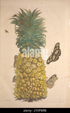 Metamorphosis insectorum surinamensium. Amsterdam, voor den auteur, als ook von G. Valck,[1705], Botanik, Insekten, Bildwerke, suriname, Frauen in der Wissenschaft, 7, Maria Sibylla Merian, Insekten, Entomologie, Ananas, Ananas, Schmetterling, Schmetterlinge, raupe, Raupen, Chrysalis, Chrysalises, Früchte, prälinneanische Werke, Arthropoda, Arthropoden, Maria Sibylla Merian, q62530, q62530 steht Eine lebendige Ananas im Vordergrund, die ihre strukturierte, stachelige Krone und ihren goldenen, fleischigen Körper zeigt. Um die Früchte herum sind verschiedene Insekten, darunter kleine Rotkäfer und zarte Raupen, die Stockfoto