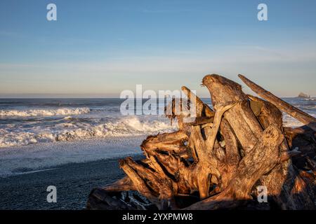 WA28008-00...WASHINGTON - Morgenlicht bei einem Drift-Rootball am Rialto Beach im Olympic National Park. Stockfoto