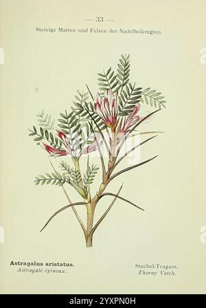 Alpen-Flora, Heidelberg, C. Winter, 1906, alps, Bergpflanzen, Bildwerke, eine Illustration der Pflanze *Astragalus aristatus*, allgemein bekannt als Dornweide. Das Kunstwerk zeigt detaillierte Darstellungen der Struktur der Pflanze, einschließlich ihrer charakteristischen Dornstämme und rosafarbenen Blüten. Zarte grüne Blätter, die aus mehreren Blättern bestehen, verzweigen elegant vom Hauptstamm und veranschaulichen die natürliche Schönheit der Pflanze. Diese botanische Darstellung hebt die komplizierten Merkmale des *Astragalus aristatus* hervor, der oft in felsigen und bergigen Regionen zu finden ist. Accompanyi Stockfoto
