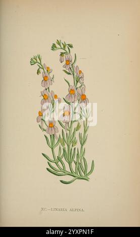 Die Flora der Alpen, London, J. C. Nimmo, 1896-1900, Alps, Floras, Bergpflanzen, Pflanzen, Schweiz, diese Illustration zeigt eine Pflanze, die als Linaria alpina bekannt ist, allgemein bekannt als alptoadflax. Die zarten Blüten sind mit zarten violetten Blüten dargestellt, die jeweils durch leuchtende orangefarbene Markierungen am Hals unterstrichen werden. Die schlanken, grünen Stiele unterstützen mehrere Blütensträhne, während schmale, lanzenförmige Blätter von der Basis aus die gesamte Eleganz der Pflanze verstärken. Diese Darstellung fängt die Schönheit der alpinen Flora ein und zeigt die komplizierten Details der Blumen und der Blätter Stockfoto