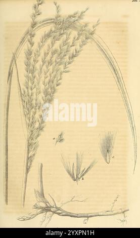 Gartenflora, Erlangen, F. Enke, 1852-1940, Botanik, Gartenbau, Deutschland, Zeitschriften, Pflanzen, Zierpflanzen, Pflanze, eine komplexe botanische Illustration, die verschiedene Grasarten zeigt. Zu den herausragenden Merkmalen gehört ein hoher, schlanker Stachel mit feinen, langen Blüten und schlanken, bogenförmigen Blättern. Detaillierte Darstellungen einzelner Röschen sind in kleineren Abschnitten dargestellt, die ihre einzigartigen Strukturen präzise veranschaulichen. Die Wurzeln am Boden betonen die Erdung der Pflanze mit feinen, zarten Linien, die ihre Textur betonen. Die Gesamtkomposition spiegelt eine Mischung aus wissenschaftlichen Details und Kunst wider Stockfoto