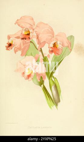 Über Orchideen Berlin Parey 1896 Orchidaceae Taxonomy Binomial Cattleya Labiata, Ein delikates Arrangement von Catleya labiata Orchideen, zeigt ihre anmutigen, kaskadierenden Blüten. Die Blüten haben weiche, pastellrosa Blüten mit leuchtenden orange-gelben Akzenten in der Mitte, umgeben von üppig grünen Blättern. Die komplizierten Details der Blütenblätter unterstreichen die natürliche Schönheit und Eleganz der Orchideen und machen sie zu einem faszinierenden Mittelpunkt. Unter den Blüten ist der Name „Catleya labiata“ elegant eingeschrieben, was auf diese besondere Sorte hinweist. Die Komposition fängt das Wesen der floralen Schönheit ein Stockfoto