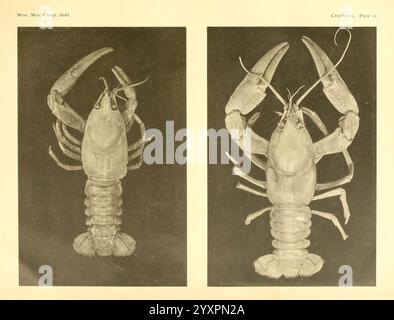 Notizen über die Krebse im United States National Museum und im Museum of Comparative Zoology Cambridge, USA, 1914. Flusskrebse, Krebstiere und Astacus klamathensis, die Ausstellung zeigt zwei detaillierte Darstellungen eines Hummer, die seine Anatomie aus verschiedenen Perspektiven zeigen. Die obere Abbildung zeigt eine Rückenansicht, die das komplizierte Design der Krallen und des segmentierten Körpers unterstreicht. Die zweite Abbildung unten bietet eine ventrale Ansicht, die die Struktur der Beine und die Gesamtform des Hummer betont. Diese Renderings geben einen lehrreichen Einblick in die Morphologie dieses Crus Stockfoto