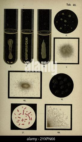 Atlas, und, Essentials, of, Bakteriologie, New York, 1897, Bakterien, Atlanten, bakteriologisch, Technik, diese Abbildung zeigt eine Reihe mikroskopischer Beobachtungen in Bezug auf biologische Proben. In der oberen Reihe befinden sich drei Reagenzgläser mit jeweils unterschiedlichen Proben. Das erste Reagenzglas zeigt einen klaren, langgestreckten Organismus, das zweite zeigt eine Gruppe von Partikeln oder Zellen und das dritte zeigt eine amorphe, strukturierte Substanz. Stockfoto