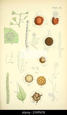 Rost, Schimmel, Schimmel, London, W.H. Allen, 1898, Großbritannien, The New York Botanical Garden, phytopathogene Pilze, Eine detaillierte wissenschaftliche Illustration, die verschiedene botanische Exemplare und Fortpflanzungsstrukturen zeigt. Die Platte zeigt komplexe Darstellungen von Pflanzenteilen, einschließlich Samen, Pollenkörner und Blattstrukturen. Jeder Probe werden zur Identifizierung Nummern zugewiesen, was auf einen systematischen Ansatz bei der Erforschung der Botanik hinweist. Die Vielfalt der Formen, Texturen und Formen unterstreicht die Komplexität des Pflanzenlebens, wobei einige Strukturen detaillierte Zellmuster aufweisen Stockfoto