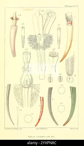 Les Mollusques, Paris, J. B. Baillière, 1868, Mollusken, Klassifizierung, Dentalium novemcostatum, Dentalium eburneum, Dentalium arcuatum, Dentalium octogonum, Dentalium entalis, diese Abbildung zeigt eine Zusammenstellung verschiedener anatomischer Strukturen, die mit der Meeresbiologie in Zusammenhang stehen, insbesondere mit dem Schwerpunkt auf Kopffüßer. Es zeigt detaillierte Darstellungen verschiedener Tentakel- und Schnabelformationen sowie die komplizierten Texturen und Formen dieser anatomischen Merkmale. Jede Probe ist mit numerischen Beschriftungen versehen, die die Identifizierung und Klassifizierung dieser Wasserorganismen erleichtern. Die Stockfoto