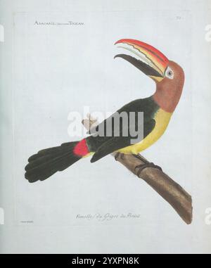 Ornithologie, Paris, der Künstler, 1773-1792, Vögel, malerische Werke, Ein lebendiger und aufwendig illustrierter Tukan auf einem Zweig, der seine Besonderheiten zeigt. Der Vogel zeigt einen auffälligen Schnabel mit hellen Farben, die Rot-, Gelb- und Orangentöne vermischen. Das Gefieder zeigt eine Kombination aus sattem Grün und Gelb, ergänzt durch einen roten Hauch am Schwanz. Diese Darstellung unterstreicht die einzigartige Haltung des Tukans und die lebendige Farbgebung vor einem schlichten Hintergrund, der seine Schönheit unterstreicht. Das Etikett oben zeigt seine Spezies an und verleiht diesem artis einen informativen Touch Stockfoto