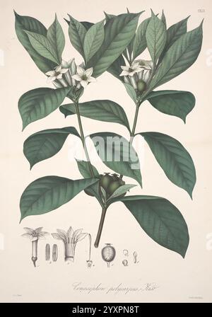 Florae Columbiae, Berolini, apud Ferdinandi Duemmleri Successores, 1858-69, Pflanzen, Kolumbien, Chromolithographien, Graphic Media, 185869, Eine botanische Illustration der Pflanze Cavanillesia furfuracea, die sich durch ihre komplizierten Details auszeichnet. Die zentrale Komposition zeigt einen Zweig, der mit leuchtend grünen Blättern und zarten weißen Blüten geschmückt ist. Unterhalb des Hauptzweigs befinden sich kleinere Abbildungen, die die verschiedenen Entwicklungsstadien der Blüte, einschließlich der offenen Blüte, Knospen und Früchte, darstellen. Das Gesamtdesign hebt die Schönheit und Komplexität dieser Art hervor, die es schafft Stockfoto