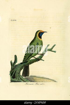 Eine allgemeine Geschichte der Vögel, Winchester England, gedruckt von Jacob und Johnson, für den Autor verkauft in London von G. und W.B. Whittaker [und 3 anderen], 1821-1828, Vögel, Bildwerke, Chloropsis aurifrons, ein wunderschön illustrierter Vogel, der auf einem moosigen Zweig thront und ein leuchtendes grünes Gefieder mit auffälligen blauen und goldenen Akzenten um den Kopf zeigt. Die komplizierten Details betonen die zarten Federn und die ausdrucksstarke Haltung des Vogels und betonen seine elegante Haltung. Unter dem Bild befindet sich der Name „Harmonia Bicolor“, der die einzigartigen Merkmale des Vogels widerspiegelt. Die natürliche se Stockfoto