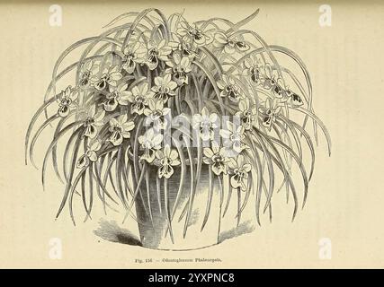 Les orchidées, Paris, J. Rothschild, 1880, Europa, Orchideen, Orchideenkultur, Miltoniopsis, Phalaenopsis, die Illustration zeigt eine üppige Blütenpracht, die eine Fülle von zarten Blütenblättern und langen Blättern zeigt. Die Anordnung der Blumen lässt eine wilde, natürliche Schönheit erkennen, mit schlankem, bogenförmigem Laub, das die Blüten umgibt. Jede Blume ist detailreich und hebt ihre einzigartigen Formen und Merkmale hervor, während die Gesamtkomposition ein Gefühl von lebendigem Leben und Wachstum vermittelt. Der Hintergrund bleibt subtil, sodass die floralen Elemente im Mittelpunkt stehen, betonen Stockfoto