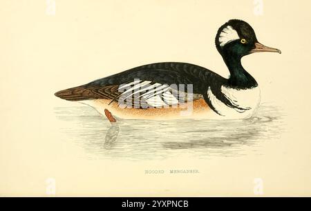 Eine Geschichte der britischen Vögel London Groombridge und Sons1863-1866? Die Illustration zeigt einen Kapuzen-Merganser, ein markanter Wasservögel, der für sein markantes Aussehen bekannt ist. Der Vogel ist im Profil dargestellt und zeigt sein auffälliges schwarz-weißes Gefieder mit einem bemerkenswerten Wappen, das seinen einzigartigen Charme unterstreicht. Sein schlankes und stromlinienförmiges Gehäuse weist auf seine Anpassungsfähigkeit an aquatische Umgebungen hin. Die kontrastierenden Farben betonen die komplizierten Muster auf den Federn, während das ruhige Wasser darunter seine ruhige Präsenz widerspiegelt. Diese Darstellung fängt die Eleganz ein Stockfoto