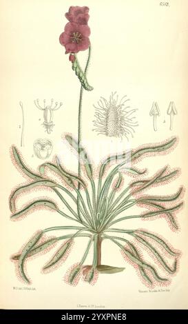 Curtis's Botanical Magazine. London, New York, Botanische Illustration, Botanik, Zeitschriften, malerische Werke, Pflanzen Zierpflanzen, Curtis, Matilda Smith, Frauen in Wissenschaft, Matilda Smith, Drosera capensis, Taxonomy: Family= Droseraceae, die Illustration zeigt eine detaillierte botanische Studie einer Blume, die ihre komplexen Strukturen und Eigenschaften zeigt. Auffällig ist ein hoher Blütenstängel mit einer zarten violetten Blüte, umgeben von einer Rosette aus schlanken, lang gestreckten Blättern. Die Blätter sind mit kleinen, haarähnlichen Drüsen verziert, die Feuchtigkeit oder kleine Insekten auffangen und auf die p Stockfoto