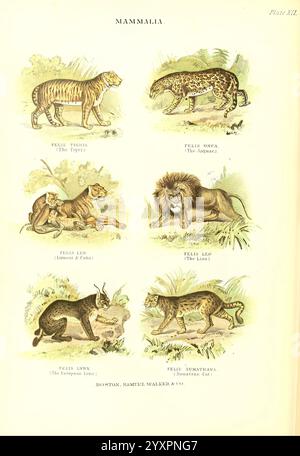 The Living World Boston, Samuel Walker & Co, 1868-1870, 1868, Anthropologie, Bildwerke, Zoologie, panthera tigris, Tiger, felis onca, jaguar, panthera onca, Löwe, Löwe, Säugetier, panthera leo, Felis Luchs, Katze, eurasischer Luchs, Luchse, sumatra Katze. die Abbildung zeigt eine Sammlung verschiedener Arten von wilden Katzen, die in einem detaillierten und künstlerischen Stil dargestellt werden. Jede Katze ist mit ihrem wissenschaftlichen Namen versehen Stockfoto