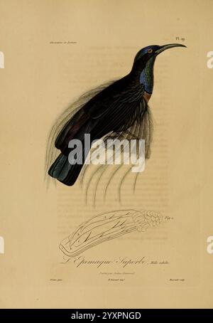 Illustrations de zoologie, Paris, A. Bertrand [1832-35?], Bildwerke, Zoologie, René Primevère Lektion, Eine wunderschön detaillierte Illustration eines Vogels, die sein lebhaftes Gefieder und seine elegante Haltung zeigt. Der Vogel ist mit einem langgestreckten Körper, langen Schwanzfedern und detaillierten Flügeln dargestellt. Ihre Federn wechseln von tiefem Blau zu schillerndem Grün und betonen die atemberaubende Farbigkeit von Hals und Kopf. Unter der primären Abbildung befindet sich eine detaillierte anatomische Zeichnung der Flügelstruktur des Vogels, die als Referenz gekennzeichnet ist. Die Gesamtpräsentation verbindet künstlerische Schönheit Stockfoto