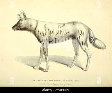 The Wonders of the Animal Kingdom London T. Kelly 1830 Great Britain Hyena Zoo Animals Menageries Animal Behavior Popular Works, die Illustration zeigt eine einzigartige Kreatur, die als Tasmanischer Tiger oder Thylacine bekannt ist und sich durch ihren langen Körper, die schlanken Beine und die markanten Streifen entlang des Rückens und des Schwanzes auszeichnet. Sein Kopf hat eine spitze Schnauze und große, abgerundete Ohren, die seine Ähnlichkeit mit Hunden und größeren Beuteltieren betonen. Das Tier wird in einer leicht geneigten Position gehalten, so dass sein Profil und seine Markierungen sichtbar sind. Die gesamte Ästhetik verbindet wissenschaftliche Beobachtung mit Stockfoto