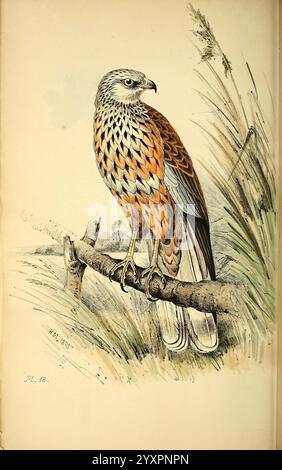 Farbig, Illustrationen, von, Britisch, Vögel, und ihre Eier, London, G.W. Nickisson, 1842-1850, Birds, Verzeichnisse, England, Großbritannien, London, Bild, Werke, Präparatoren, Circus aeruginosus, western sumpfharrier, Ein wunderschön illustrierter Vogel, der auf einem Ast thront und sein markantes Gefieder zeigt. Der Vogel hat eine Mischung aus satten Orange- und Brauntönen, mit komplizierten Mustern, die seine Federn zieren. Die Flügel sind teilweise gespreizt und zeigen zarte Federdetails in Blau- und Grautönen. Der Hintergrund enthält subtile Anklänge an hohes Gras und Laub, wodurch eine natürliche Umgebung geschaffen wird Stockfoto