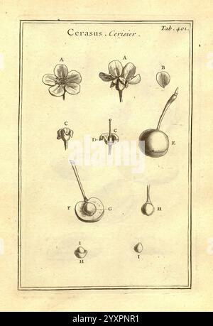 Joseph Pitton de Tournefort Institutiones rei herbariae Parisiis E Typographia Regia 1700-[1703] Botanik prälinneanische Werke, Eine botanische Illustration, die verschiedene Stufen und Teile der Cerasus-Pflanze, allgemein bekannt als Kirsche, zeigt. Die Abbildung enthält markierte Abschnitte, die hervorgehoben werden Stockfoto