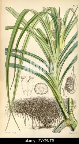 Curtis's Botanical Magazine, London, New York, botanische Illustration, Botanik, Zeitschriften, Bildwerke, Pflanzen ornamental, Curtis, diese Illustration zeigt eine detaillierte botanische Darstellung einer Pflanze mit langen, schlanken Blättern, die von einem zentralen Stiel ausgehen. Die Blätter weisen einen leuchtenden grünen Farbton mit fein detaillierten Texturen auf. An der Basis sind Wurzeln und Boden zu sehen, die die Pflanze in ihrem natürlichen Lebensraum errichten. Die Hauptpflanze wird durch komplizierte Zeichnungen ihrer Blüten und Fortpflanzungsstrukturen begleitet, die die einzigartigen Merkmale der Art hervorheben. Hintergrund inklusive Stockfoto