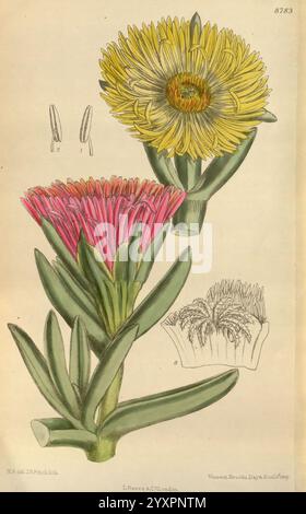 Curtis's Botanical Magazine, London, New York, botanische Illustration, Botanik, Zeitschriften, Bildwerke, Pflanzen ornamental, Curtis, Matilda Smith, Frauen in der Wissenschaft, Blumen, Carpobrotus edulis, Mesembryanthemum edule, Hottentot-Feige, diese Illustration zeigt zwei lebendige Blumenarten aus der Familie der Aizoaceae, die ihre einzigartigen Eigenschaften zeigen. Die obere Blüte zeigt einen Sonnenaufgang gelber Blütenblätter, die nach außen strahlen, während die untere Blüte ein auffälliges Arrangement aus tiefrosa Blütenblättern zeigt, die an den Spitzen in hellere Töne übergehen. Jede Blume wird von detaillierten Darstellungen begleitet Stockfoto