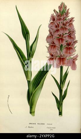 Flore des serres et des jardins de l’Europe A Gand, chez Louis van Houtte, éditeur, 1845–1880, Eine detaillierte Illustration zeigt eine blühende Pflanze, die als Orchis foliosa bekannt ist, die in ihrem heimischen Lebensraum häufig vorkommt. Die florale Komposition besteht aus einem hohen Stachel, der mit einer Gruppe zarter rosa Blüten verziert ist, die jeweils dezente Farbvariationen aufweisen. Die Blumen sind dicht angeordnet und schaffen ein üppiges Aussehen. Die Blütenspitze wird durch langgezogene, lanzenförmige Blätter begleitet, die reich an einem leuchtenden Grün sind und einen auffälligen Kontrast zum zarten Rosa der Blüten bilden. Die Gesamtkomposition ist hoch Stockfoto