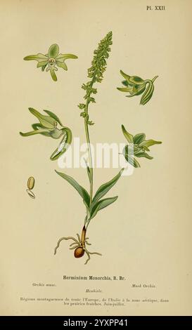 Album des orchidées de l'Europe centrale et septentrionale, Genève, Librairie Georg, 1899, Europa, Orchidaceae, der New York Botanical Garden, Bildwerke, Herminium monorchis, Eine detaillierte botanische Illustration, die die Orchideenart zeigt, Herminium Monorchis, R. br. das Bild zeigt einen schmalen grünen Stamm, der aus einer unterirdischen Knolle steigt und mit mehreren langen Blättern verziert ist. Oben ist eine dichte Gruppe von zarten Blumen abgebildet, die jeweils einzigartige Formen und subtile Variationen in der Form aufweisen. Der Abbildung wird ein beschreibender Text beigefügt, der den Namen der Art und ihr ge umreißt Stockfoto