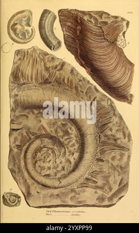 Die Mineral Conchology of Great Britain London gedruckt von B. Meredith 1812-1846 Great Britain Paleontology Pictorial Works Mollusks Fossil Stories, die Illustration zeigt eine Sammlung von Fossilien, in der Mitte ein großer, spiralförmiger Ammoniit, der durch seine komplizierte Wicklung und detaillierte Oberflächenstrukturen gekennzeichnet ist. Um dieses zentrale Fossil herum befinden sich kleinere Exemplare, darunter eine segmentierte Schale und ein zusätzliches Schalenfragment, die alle verschiedene Fossilisierungsmuster zeigen. Das Kunstwerk betont die geologischen Merkmale und Strukturen der einzelnen Exemplare, h Stockfoto
