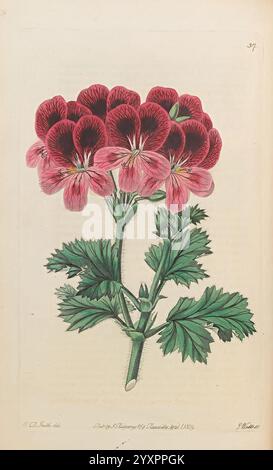 Geraniaceae, London, gedruckt für James Ridgway, Piccadilly, 1820-1830, 19. Jahrhundert, England, Gravuren, Geraniaceae, Geranien, Großbritannien, Handmalerei, die Illustration zeigt eine lebhafte Gruppe von Geranie-Blüten, die eine reiche Mischung aus tiefrosa und weißen Tönen zeigen. Jede Blume ist mit komplizierten Blütenblättern verziert und steht vor üppig grünem Laub, das ihre natürliche Schönheit unterstreicht. Die Blätter sind breit und gezackt, was den zarten Blüten einen Kontrast verleiht. Diese botanische Darstellung fängt die Eleganz und den Charme der Geranie ein und betont ihre f Stockfoto