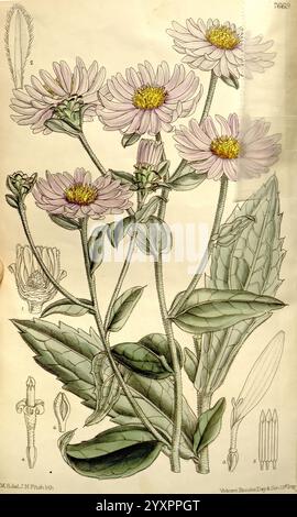 Curtis's Botanical Magazine, London, New York, botanische Illustration, Botanik, Zeitschriften, Bildwerke, Pflanzen ornamental, Curtis, Eine botanische Illustration zeigt eine Gruppe von zarten Blumen mit zarten rosa Blüten, die auf schlanken Stielen thronen. Die Blüten mit ihren komplexen Schichten und einem Hauch von Gelb in der Mitte strahlen von üppig grünen Blättern aus, die sich durch spitze Spitzen und ausgeprägte Adern auszeichnen. Um diese blühende Pflanze herum sind detaillierte Zeichnungen verschiedener botanischer Elemente, einschließlich Blattstrukturen und floraler Komponenten, die die Schönheit und Komplexität ihrer natura betonen Stockfoto
