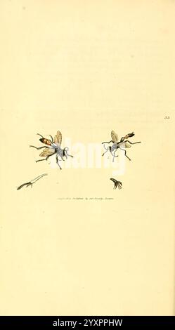 The British miscellany London, gedruckt von R. Taylor & Co, verkauft von J. Sowerby von White, Johnson, Symonds und allen anderen Buchhändlern, 1806. Great Britain Pictorial Works Zoology James Sowerby Ammophila hirsuta Ammophila pulvillata James Sowerby Great Britain zeigt die Illustration mehrere detaillierte Darstellungen von Insekten, mit einem Schwerpunkt auf Wespen oder ähnlichen Arten. Hervorstechende Merkmale sind komplizierte Flügelstrukturen, unterschiedliche Körpersegmente und unterschiedliche Größen. Jedes Insekt wird präzise gerendert und hebt einzigartige Merkmale wie Farbmuster und anatomische de hervor Stockfoto