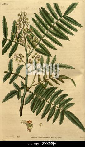 Curtis's Botanical Magazine, London, New York, Botanik, Zeitschriften, Bildwerke, Curtis, Eine detaillierte botanische Illustration, die einen Zweig einer Pflanze zeigt, der durch seine langen, gezackten Blätter gekennzeichnet ist, die in einem symmetrischen Muster komplex angeordnet sind. Die Blätter sind üppig und grün und betonen ihre natürliche Textur und Form. Oben auf dem Zweig sind kleine, zarte weiße Blüten dargestellt, von denen einige voll blühen, während andere keimen, was auf den Lebenszyklus der Pflanze hindeutet. Unter der botanischen Darstellung befindet sich eine kleine, skurrile Illustration eines Eichhörnchens, die einen Pl Stockfoto