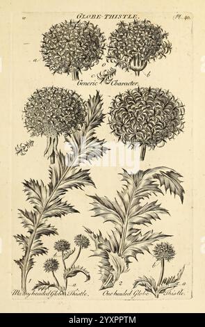 Das Gemüsesystem, London, 1759-1763, Botanik, Bildwerke. diese detaillierte botanische Illustration zeigt verschiedene Formen der Globus-Distel und zeigt ihre charakteristischen runden Blumenköpfe und ihr stacheliges Laub. Im oberen Abschnitt werden mehrere Köpfe der Globus-Distel angezeigt, die mit Buchstaben gekennzeichnet sind, um verschiedene Merkmale zu kennzeichnen. Im Folgenden werden zwei unterschiedliche Varianten dargestellt, die ihre einzigartigen strukturellen Attribute hervorheben. Die Gesamtkomposition betont die komplizierten Texturen und Formen der Pflanzen, was sie zu einer informativen Darstellung dieser blühenden Art macht. Stockfoto