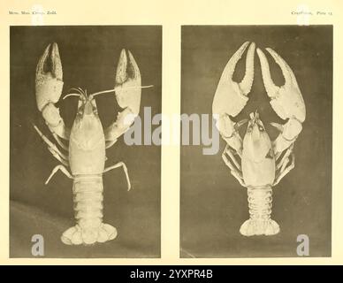 Notizen zu den Flusskrebsen im United States National Museum und dem Museum of Comparative Zoology Cambridge, USA, 1914, Flusskrebse, Krebstiere, Cambarus validus, Taxonomie: trinomial = Cambarus bartonii veteranus, das Bild zeigt eine detaillierte Untersuchung von zwei Hummer, die in einer Overhead-Ansicht angezeigt werden. Im oberen Bereich ist ein Hummer mit großen, ausgeprägten Krallen zu sehen, der seine robuste Körperform und die markante Segmentierung seines Körpers unterstreicht. Der untere Teil zeigt einen anderen Hummer, der seinen länger gestreckten Körper und die etwas kleineren Krallen hervorhebt und Variationen in Größe und Form offenbart. Beides Stockfoto