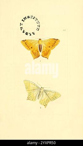 The zoological, miscellany London, gedruckt, von, B. McMillan, für E. Nodder & Son, und, verkauft, von, alle, Buchhändler, 1814-1817, bildhaft, Werke, Zoologie, diese Illustration zeigt zwei unterschiedliche Falter, die ihre einzigartigen Eigenschaften und Färbung hervorheben. Die obere Motte, gekennzeichnet als Nummer eins, hat leuchtend gelbe Flügel, die mit komplexen Mustern aus orangefarbenen Flecken und dunklen Markierungen entlang der Kanten verziert sind. Darunter zeigt die zweite Motte, die als Nummer zwei identifiziert wurde, eine weichere Palette von blassgelben Flügeln mit subtilen Venenstrukturen und einem Hauch von weiß. Die Komposition betont die Schönheit o Stockfoto