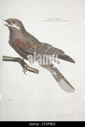 Ornithologie Paris die Künstlerin 1773-1792 Birds stellt Einen lebendig illustrierten Vogel auf einem schlanken Zweig dar, der eine Mischung aus Erdbraun und dezenten roten Anklängen auf seinen Federn zeigt. Der Vogel hat ein aufwendig gemustertes Gefieder mit deutlichen Markierungen und einem leicht offenen Schnabel, als würde er rufen. Unter der Abbildung ist der Titel „The Grackle“ elegant eingeschrieben, was eine wissenschaftliche Note verleiht. Der Hintergrund ist minimal, sodass die komplizierten Details der Merkmale des Vogels und die Textur seiner Federn im Mittelpunkt stehen. Stockfoto