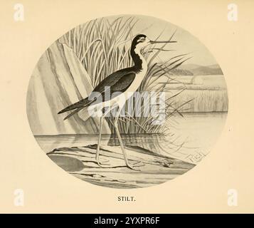 Gefiedert, Wild, of, Northeast, New York, T. Y, Crowell, &, Co, 1907, Himantopus mexicanus, Schwarzhalsstelze, Spiel und Gamebirds, die Abbildung zeigt einen Stelzenvogel, der anmutig auf schlanken Beinen steht und seinen charakteristischen langen, nach oben geschwungenen Hals und seinen spitzen Schnabel zeigt. Das Gefieder des Vogels ist hauptsächlich schwarz-weiß, mit einem auffälligen Kontrast, der seine elegante Form unterstreicht. Im Hintergrund bilden Schilf und Wasser einen ruhigen Lebensraum, der auf natürliche Feuchtgebiete hindeutet. Die Gesamtkomposition unterstreicht die ausgeglichene Haltung der Stelze, da sie die Anmut und Schönheit von av verkörpert Stockfoto