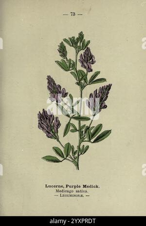 London F. warne 1895 Great Britain Wildflowers Identification Botany Medicago sativa, die Illustration zeigt eine detaillierte Darstellung der Luzern, auch bekannt als Purple Medick, wissenschaftlich als Medicago sativa klassifiziert. Diese Pflanze zeichnet sich durch ihre länglichen grünen Blätter und ihre ausgeprägten violetten Blüten aus, die sich am oberen Ende des Stängels ansammeln. Die Anordnung der Blätter zeigt ein typisches Dreiblättriges Muster, das bei Leguminosen üblich ist. Der Hintergrund sorgt für einen neutralen Kontrast, der die lebendigen Farben und botanischen Details der Pflanze betont. Die Beschriftung indiziert Stockfoto