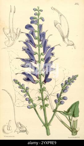 Curtis's Botanical Magazine, London, New York, botanische Illustration, Botanik, Zeitschriften, Bildwerke, Pflanzen ornamental, Curtis, Eine botanische Illustration mit einer hohen blühenden Pflanze mit langen Spitzen von leuchtend blauen Blüten, umgeben von üppig grünen Blättern. Die detaillierte Darstellung enthält mehrere kleinere Skizzen der Anatomie der Blume, die Elemente wie die Blütenstruktur und Fortpflanzungsteile darstellen. Diese anatomischen Zeichnungen geben Einblicke in die Merkmale der Pflanze und zeigen ihre botanische Bedeutung und Komplexität auf. Die Gesamtkomposition ist ein ausgewogenes Verhältnis zwischen künstlerischer Darstellung Stockfoto