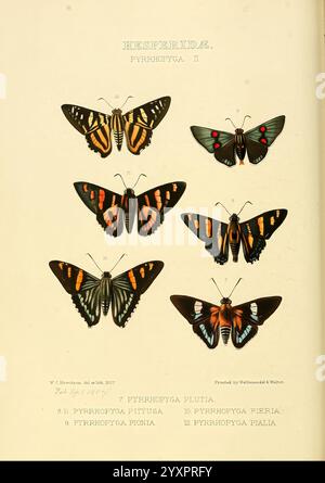 Illustrationen neuer Arten exotischer Schmetterlinge London, John Van Voorst, 1856-1876. Schmetterlinge, geografische Verteilung, schmetterlinge, Bildwerke, Speziation, diese Abbildung zeigt eine Sammlung von Schmetterlingsarten der Familie Hesperiidae, insbesondere der Gattung Pyrrhopgya. Jedes Exemplar wird in organisierter Weise gezeigt, mit ihren komplizierten Flügelmustern und leuchtenden Farben. Die Schmetterlinge sind mit Zahlen und Namen gekennzeichnet, die sie als kennzeichnen Stockfoto
