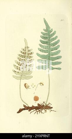 Svensk botanik Stockholm, Tryckt hos C. Delén, 1802-[1843], Plants, Sweden, the New York Botanical Garden, Pictorial Works, die Illustration zeigt zwei zarte Farne, die ihre komplizierten Fronden zeigen. Auf der linken Seite zeigt ein Farn mehrere Sporen entlang der Unterseite seiner Blätter, die seine Fortpflanzungsstrukturen hervorheben. Der rechte Farn hat einen lebhaften grünen Farbton, der durch fein geteilte Flugblätter gekennzeichnet ist, die sich anmutig nach außen erstrecken. Unter den Farnen ist das Wurzelsystem abgebildet, das sie am Boden verankert. Um die Farne herum sind kleine, markierte Sporen und Fortpflanzungselemente, betonte Zi Stockfoto