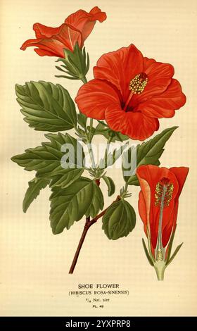 Lieblingsblumen von Garten und Gewächshaus, London und New York, Frederick warne Co, 1896-97, Frankreich, 19. Jahrhundert, Icônes, Floriculture, Chromolithographie, Hibiscus rosa-sinensis, Pflanzen Zierpflanzen, Rbgenr, Eine lebendige Darstellung der Schuhblume, die allgemein als Hibiskus rosa-sinensis bekannt ist, zeigt ihre auffälligen roten Blüten und üppigen grünen Blätter. Die Illustration zeigt drei Blüten: Zwei vollständig offen, die ihre komplizierte Blütenblattstruktur und markante Staubblätter offenbaren, und eine in einer Seitenansicht, die ihre einzigartige Form unterstreicht. Unter dem Blumenmuster ist der botanische Name elegant beschriftet. Stockfoto